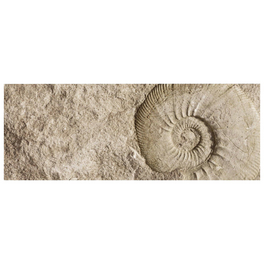 Badrückwand »Fossil«, BxH:120 cm x 45 cm, beige