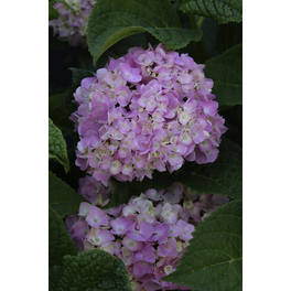 Ballhortensie 'Endless Summer'® rosa, macrophylla, Topf: 23 cm, Blüten: rosa