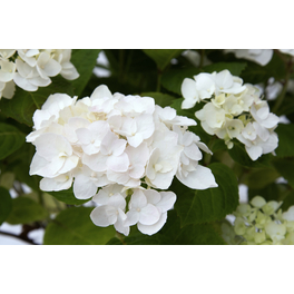 Ballhortensie 'Endless Summer'® weiß, macrophylla, Topf: 23 cm, Blüten: weiß