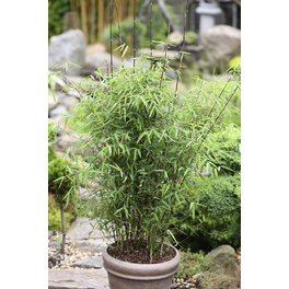 Bambus, Fargesia murielae »in Sorten«, Pflanzenhöhe: 30-60 cm, grün
