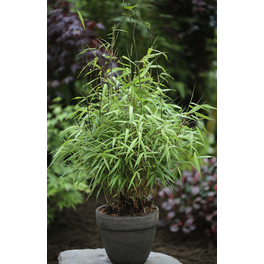 Bambus, Fargesia scabrida »Asian Wonder«, Pflanzenhöhe: 60-80 cm, grün