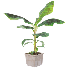 Bananenpflanze, Musa Oriental Dwarf »Oriental Dwarf«, im Kunststoff-Kulturtopf