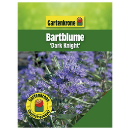 Bartblume, Caryopteris clandonensis »Dark Knight«, Blätter: grün, Blüten: blau
