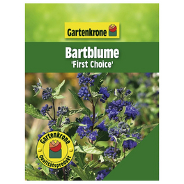 Bartblume, Caryopteris clandonensis »First Choise«, Blätter: grün, Blüten: blau