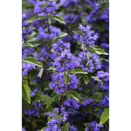 Bartblume, Caryopteris clandonensis »Grand Bleu«, Blätter: grün, Blüten: blau