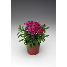 Bartnelke, Dianthus barbatus »Barbarini Red Picotee«, Blüte: rot, einfach