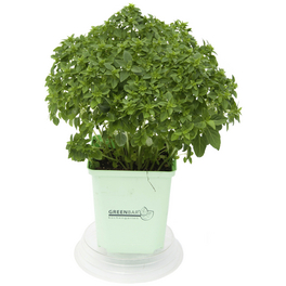 Basilikum 3er Set, Ocimum Basilicum Basilikum 3er Set, Ocimum Basilicum