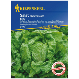 Bataviasalat sativa var. capitata Lactuca »Leny« Bataviasalat sativa var. capitata Lactuca »Leny«