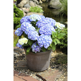 Bauernhortensie 'Forever & Ever'® Blue, macrophylla, Topf: 23 cm, Blüten: blau