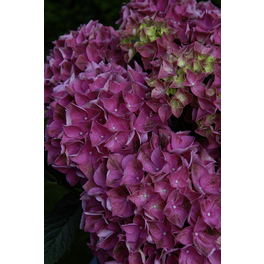 Bauernhortensie 'Forever & Ever'® Purple, macrophylla, Topf: 23 cm, Blüten: lila