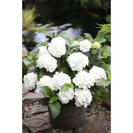 Bauernhortensie 'Forever & Ever'® White, macrophylla, Topf: 23 cm, Blüten: weiß