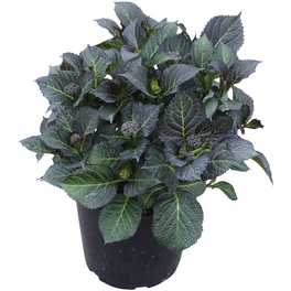 Bauernhortensie Hydrangea »Red Angel«, Topf: 23 cm, Blüten: rot/gelb