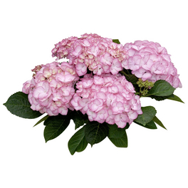 Bauernhortensie macrophylla Hydrangea »Rendez-vous« Bauernhortensie macrophylla Hydrangea »Rendez-vous«