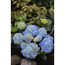 Bauernhortensie 'Music-Collection'® 'Blue Ballad'®, macrophylla, Topf: 23 cm, Blüten: blau