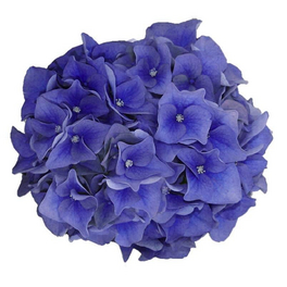 Bauernhortensie 'Music-Collection'® 'Blue Boogiewoogie'®, macrophylla, Topf: 23 cm, Blüten: blau