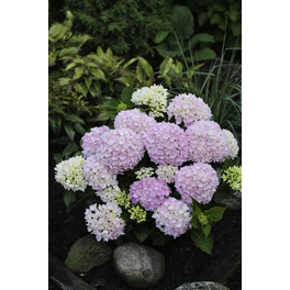 Bauernhortensie 'Music-Collection'® 'Soft Pink Salsa'®, macrophylla, Topf: 23 cm, Blüten: rosa Bauernhortensie 'Music-Collection'® 'Soft Pink Salsa'®, macrophylla, Topf: 23 cm, Blüten: rosa
