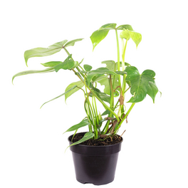 Baumfreund, Philodendron