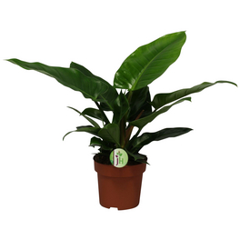 Baumfreund, Philodendron erubescens »Imperial Gree«