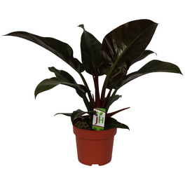 Baumfreund, Philodendron erubescens »Imperial Red«