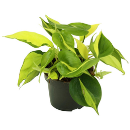 Baumfreund, Philodendron scandens »Brasil«