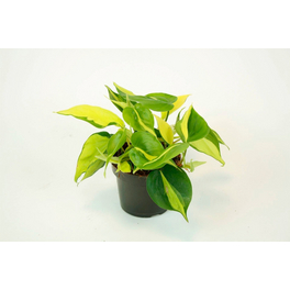 Flowerbox Zimmerpflanze, Fensterblatt - Monstera 'Monkey' - Topfgre 12  cm, Hhe ca. 25 cm - hagebau.de