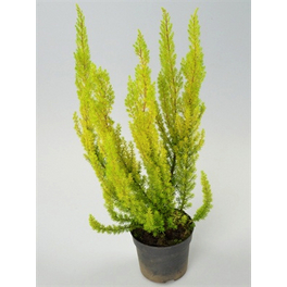 Baumheide, Erica arborea »African Gold«, max. Wuchshöhe: 30 cm, Blüte: bunt
