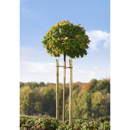 Mr. GARDENER Pflanzstab, Holz, BxHxT: ca. 3,2 x 150 x 3,2 cm - hagebau.de