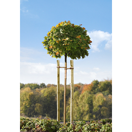 groer blumenkasten Coemo Blumenkasten Riga gro Holz Kruterbeet Pflanzkbel