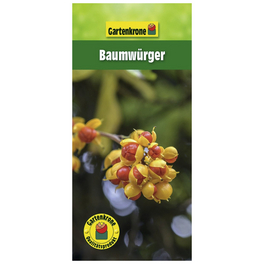 Baumwürger, Celastrus obriculatus, Höhe: 60 - 100 cm, Blütenfarbe: creme