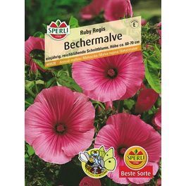 Bechermalve »Ruby Regis«, einjährig, großblumige Schnittblume, Höhe 60-70 cm