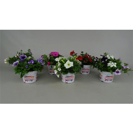 Beet- und Balkonpfl. Confetti, Beet und Balkon In Sorten »Trio rosa/weiß/pink«, Blüte: dreifarbig