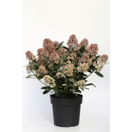 Beetpflanze , weiß/rosa, Höhe: 15 - 20 cm