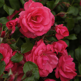 Beetrose, Rosa »Bad Birnbach®«, Blüte: rosa/pink, halbgefüllt