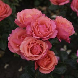 Beetrose, Rosa »‘Coral‘ Lions Rose®«, Blüte: apricot, gut gefüllt