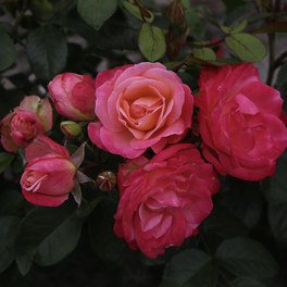 Beetrose, Rosa »Enjoy®«, Blüte: apricot, halbgefüllt