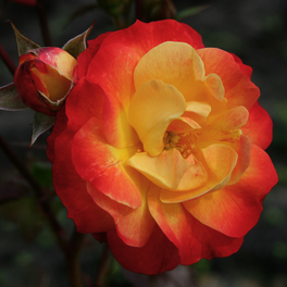Beetrose, Rosa »Firebird®«, Blüte: gelb, gefüllt