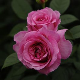 Beetrose, Rosa »Fräulein Maria«, Blüte: rosa/pink, gut gefüllt