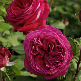 Beetrose, Rosa »Freifrau Caroline®«, Blüte: rosa/pink, gefüllt