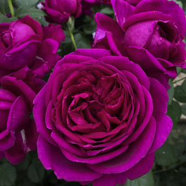 Beetrose, Rosa »Für Elise®«, Blüte: violett, gefüllt