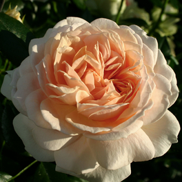 Beetrose, Rosa »Garden of Roses®«, Blüte: rosa, gefüllt Beetrose, Rosa »Garden of Roses®«, Blüte: rosa, gefüllt