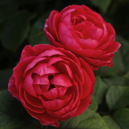 Beetrose, Rosa »Gartenprinzessin Marie-Jose®«, Blüte: rosarot, gefüllt