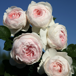 Beetrose, Rosa »Herzogin Christiana®«, Blüte: weiß/rosa, gefüllt