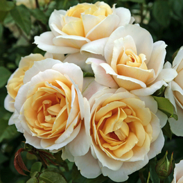 Beetrose, Rosa »Lions-Rose®«, Blüte: cremeweiß, gefüllt