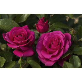 Beetrose , Rosa »Love LetterJ«, Blüte: tiefrosa