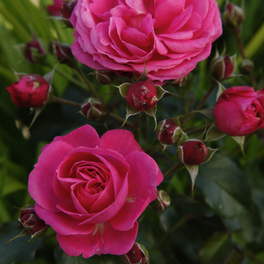 Beetrose, Rosa »Moin Moin®«, Blüte: rosa, gefüllt