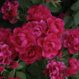 Beetrose, Rosa »Pink Forest Rose«, Blüte: pink, halbgefüllt