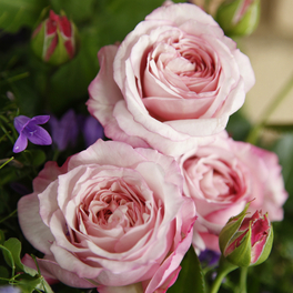 Beetrose, Rosa »Rosenfaszination®«, Blüte: rosa, gefüllt