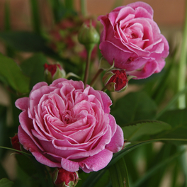 Beetrose, Rosa »Rosengräfin Marie Henriette®«, Blüte: rosa, gefüllt