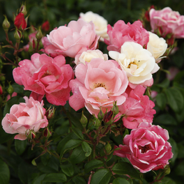 Beetrose, Rosa »Roseromantic®«, Blüten: weiß/rosa