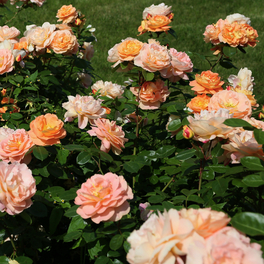 Beetrose, Rosa »Schöne vom See®«, Blüte: apricot, gefüllt